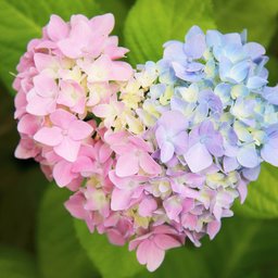 紫陽花