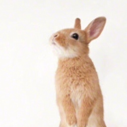 うさうさ