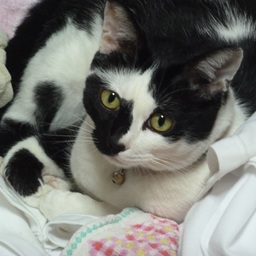 k-nyanko