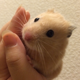 hamushop