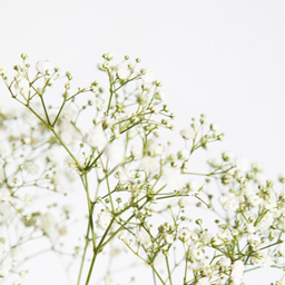 ＫＯＳＹＯ__凰祥