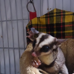 にゃんこ