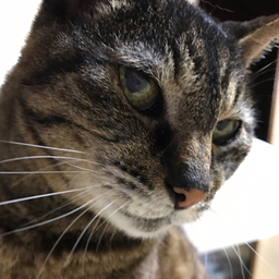 灰猫
