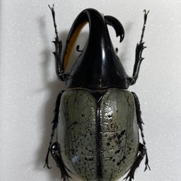 insect02