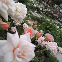 夕葉