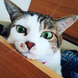 梅椿堂