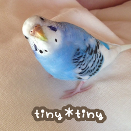 tiny✳︎tiny