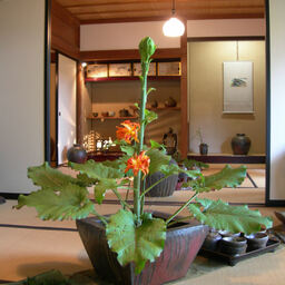 kojirob
