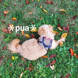 ＊pua＊