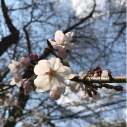 さくららんど