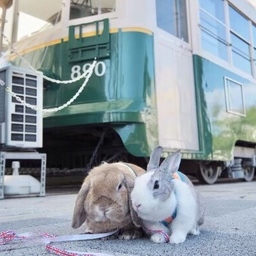 marinerabbit0312