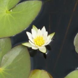 nekotoyama 