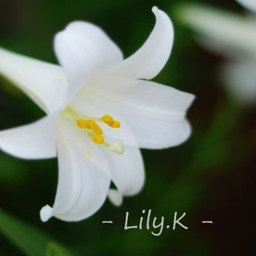 Lily.K
