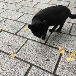 あおむし