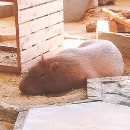 さわこ