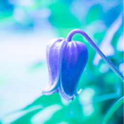 𝑆𝑒𝑎𝑎𝑙𝑒