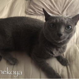 銀猫屋 天弥子