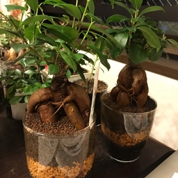 Fairies Garden oka08