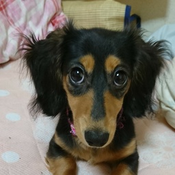 ニクス✱いぬのしっぽ✱