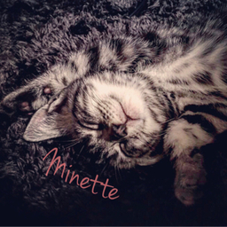 minette