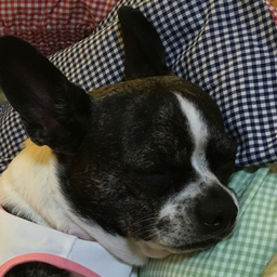 ぶぶちゃん