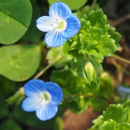 veronicapersica