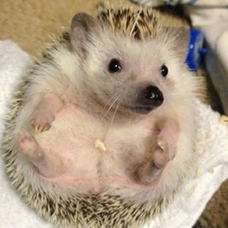ミリマム