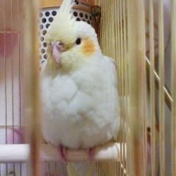 mokaci