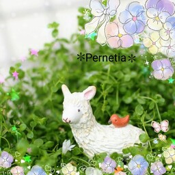 ✽Erina✽