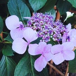 紫陽花