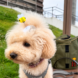 はぴぴ🐕