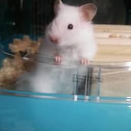 キリン
