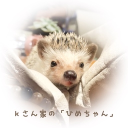 k3-hedgehog(ハリネズミ)