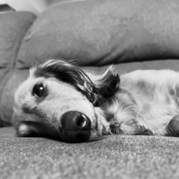 sallygoround