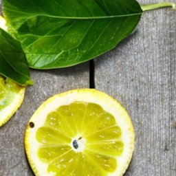 lemon leaf