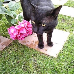 Knightcat Design