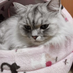 てるにゃん