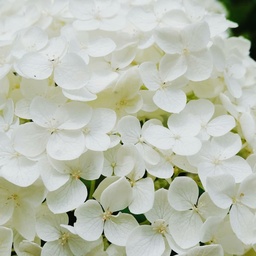 green_mi