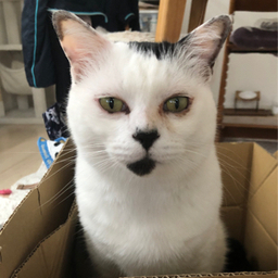 fukumame-do