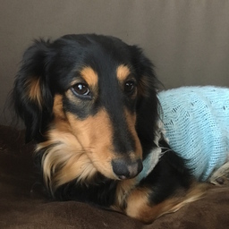 Miniature Dachs Knit