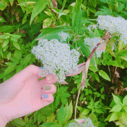 Lily