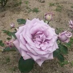 花音