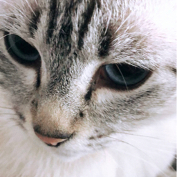 にゃーん。