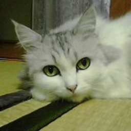 ふらんすねこ