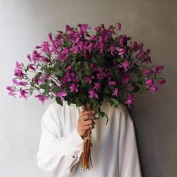 clematis-hn