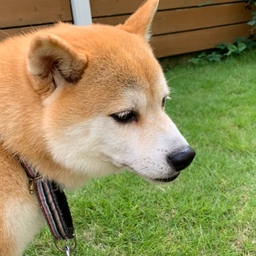 ろびろび