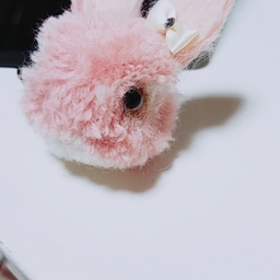 ポンちゃん