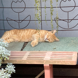 ほっこりさん