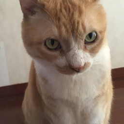 Cat tempus