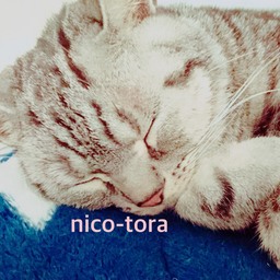 nico-tora